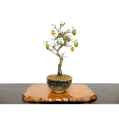 Photo1: Diospyros rhombifolia, Ornamental Persimmons / Small size Bonsai 