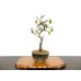 Photo1: Diospyros rhombifolia, Ornamental Persimmons / Small size Bonsai  (1)