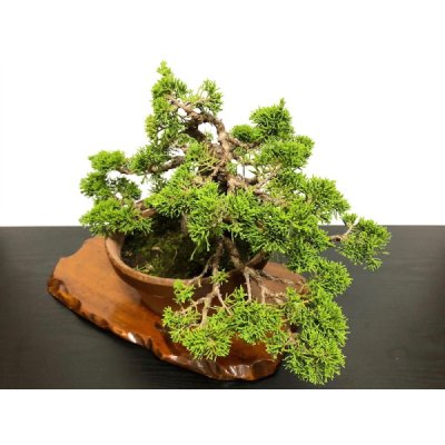 Photo8: Juniperus chinensis, Japanese Juniper / Shimpaku / Middle size Bonsai 