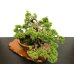 Photo8: Juniperus chinensis, Japanese Juniper / Shimpaku / Middle size Bonsai 