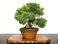 Juniperus chinensis, Japanese Juniper / Shimpaku / Middle size Bonsai 