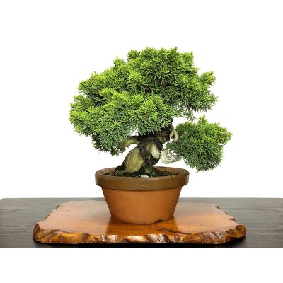 Photo1: Juniperus chinensis, Japanese Juniper / Shimpaku / Middle size Bonsai 