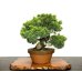 Photo1: Juniperus chinensis, Japanese Juniper / Shimpaku / Middle size Bonsai  (1)