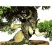 Photo2: Juniperus chinensis, Japanese Juniper / Shimpaku / Middle size Bonsai  (2)