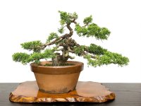 Juniperus chinensis, Japanese Juniper / Shimpaku / Middle size Bonsai 