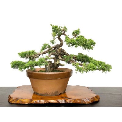 Photo1: Juniperus chinensis, Japanese Juniper / Shimpaku / Middle size Bonsai 