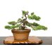 Photo1: Juniperus chinensis, Japanese Juniper / Shimpaku / Middle size Bonsai  (1)