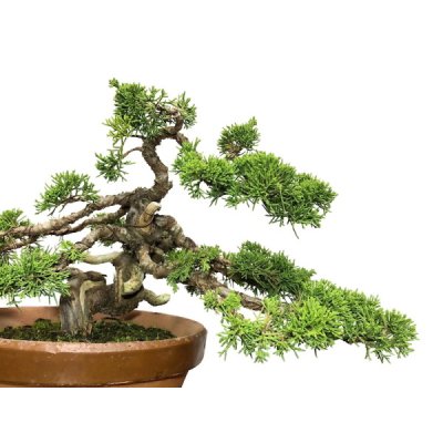 Photo5: Juniperus chinensis, Japanese Juniper / Shimpaku / Middle size Bonsai 