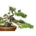 Photo5: Juniperus chinensis, Japanese Juniper / Shimpaku / Middle size Bonsai 