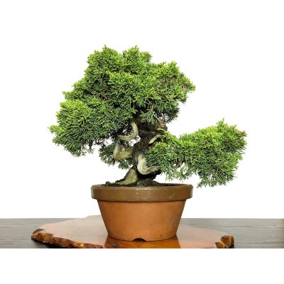 Photo4: Juniperus chinensis, Japanese Juniper / Shimpaku / Middle size Bonsai