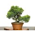 Photo4: Juniperus chinensis, Japanese Juniper / Shimpaku / Middle size Bonsai 