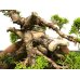 Photo4: Juniperus chinensis, Japanese Juniper / Shimpaku / Middle size Bonsai 