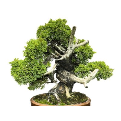 Photo2: Juniperus chinensis, Japanese Juniper / Shimpaku / Middle size Bonsai 