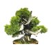 Photo2: Juniperus chinensis, Japanese Juniper / Shimpaku / Middle size Bonsai  (2)