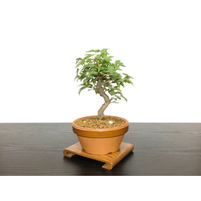 Photo4: Acer buergerianum, Trident Maple / Kaede / Small size Bonsai