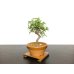 Photo4: Acer buergerianum, Trident Maple / Kaede / Small size Bonsai