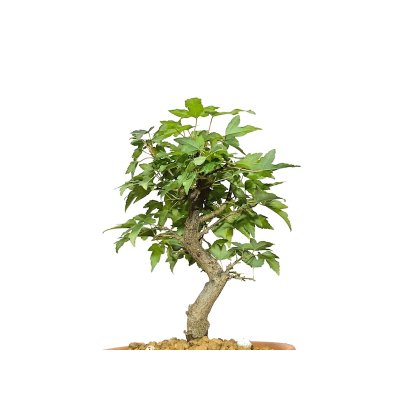 Photo7: Acer buergerianum, Trident Maple / Kaede / Small size Bonsai