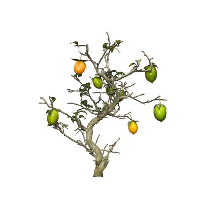 Photo6: Diospyros rhombifolia, Ornamental Persimmons / Small size Bonsai 