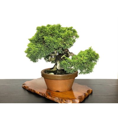 Photo8: Juniperus chinensis, Japanese Juniper / Shimpaku / Middle size Bonsai