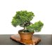 Photo8: Juniperus chinensis, Japanese Juniper / Shimpaku / Middle size Bonsai 