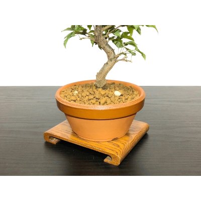 Photo6: Acer buergerianum, Trident Maple / Kaede / Small size Bonsai