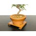 Photo6: Acer buergerianum, Trident Maple / Kaede / Small size Bonsai (6)
