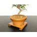 Photo6: Acer buergerianum, Trident Maple / Kaede / Small size Bonsai