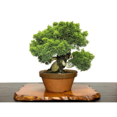 Photo7: Juniperus chinensis, Japanese Juniper / Shimpaku / Middle size Bonsai