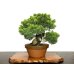 Photo7: Juniperus chinensis, Japanese Juniper / Shimpaku / Middle size Bonsai 