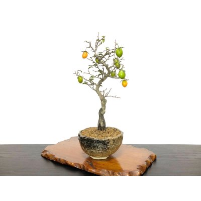 Photo3: Diospyros rhombifolia, Ornamental Persimmons / Small size Bonsai 