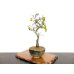 Photo3: Diospyros rhombifolia, Ornamental Persimmons / Small size Bonsai  (3)