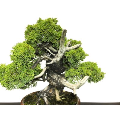 Photo3: Juniperus chinensis, Japanese Juniper / Shimpaku / Middle size Bonsai 