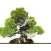 Photo3: Juniperus chinensis, Japanese Juniper / Shimpaku / Middle size Bonsai 