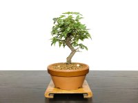 Acer buergerianum, Trident Maple / Kaede / Small size Bonsai