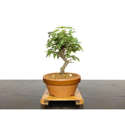 Photo1: Acer buergerianum, Trident Maple / Kaede / Small size Bonsai