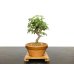 Photo1: Acer buergerianum, Trident Maple / Kaede / Small size Bonsai (1)