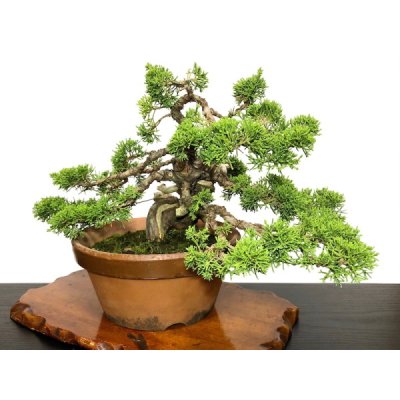 Photo2: Juniperus chinensis, Japanese Juniper / Shimpaku / Middle size Bonsai 