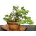 Photo2: Juniperus chinensis, Japanese Juniper / Shimpaku / Middle size Bonsai  (2)