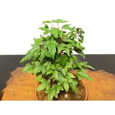 Photo3: Acer buergerianum, Trident Maple / Kaede / Small size Bonsai