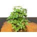 Photo3: Acer buergerianum, Trident Maple / Kaede / Small size Bonsai