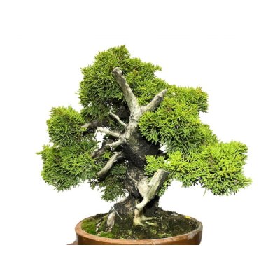 Photo6: Juniperus chinensis, Japanese Juniper / Shimpaku / Middle size Bonsai 