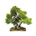 Photo6: Juniperus chinensis, Japanese Juniper / Shimpaku / Middle size Bonsai 