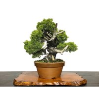 Juniperus chinensis, Japanese Juniper / Shimpaku / Middle size Bonsai 