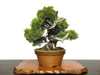 Juniperus chinensis, Japanese Juniper / Shimpaku / Middle size Bonsai 