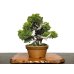 Photo1: Juniperus chinensis, Japanese Juniper / Shimpaku / Middle size Bonsai  (1)