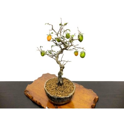 Photo8: Diospyros rhombifolia, Ornamental Persimmons / Small size Bonsai 