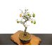 Photo8: Diospyros rhombifolia, Ornamental Persimmons / Small size Bonsai 