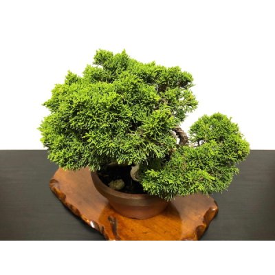 Photo5: Juniperus chinensis, Japanese Juniper / Shimpaku / Middle size Bonsai