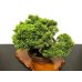 Photo5: Juniperus chinensis, Japanese Juniper / Shimpaku / Middle size Bonsai 