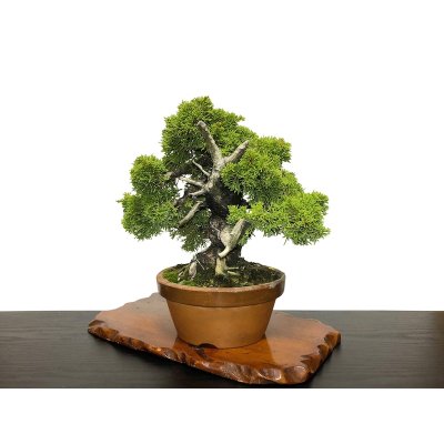 Photo8: Juniperus chinensis, Japanese Juniper / Shimpaku / Middle size Bonsai 